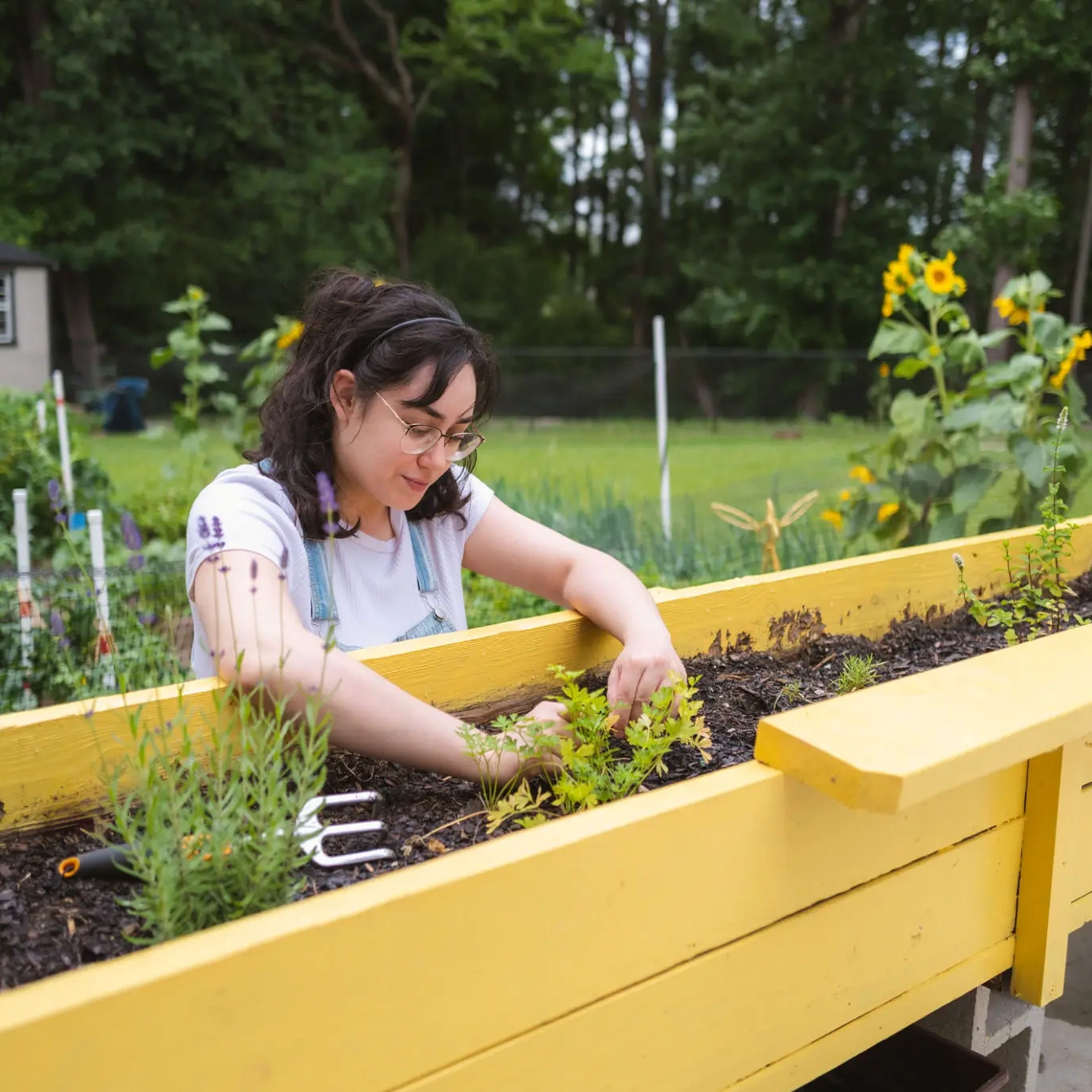 Person planting herbs in outdoor garden bed.